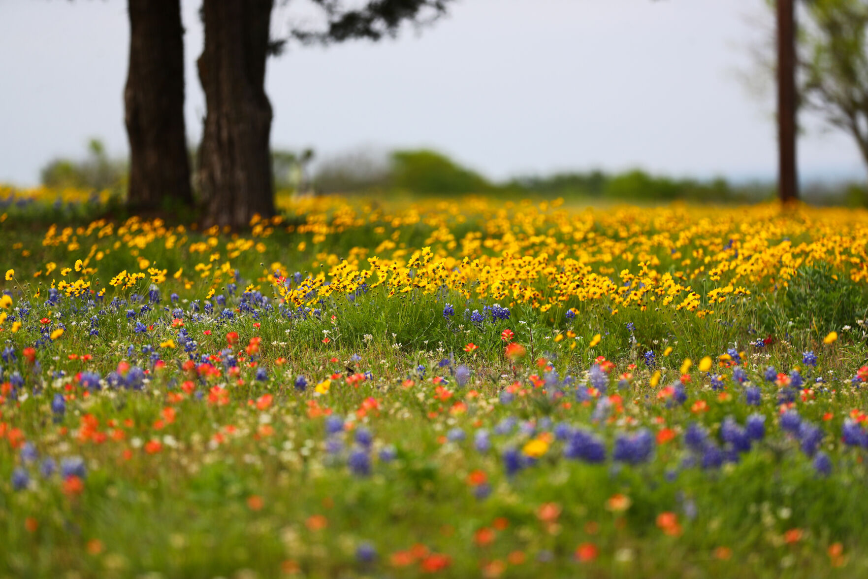 Brazos Valley Wildflowers